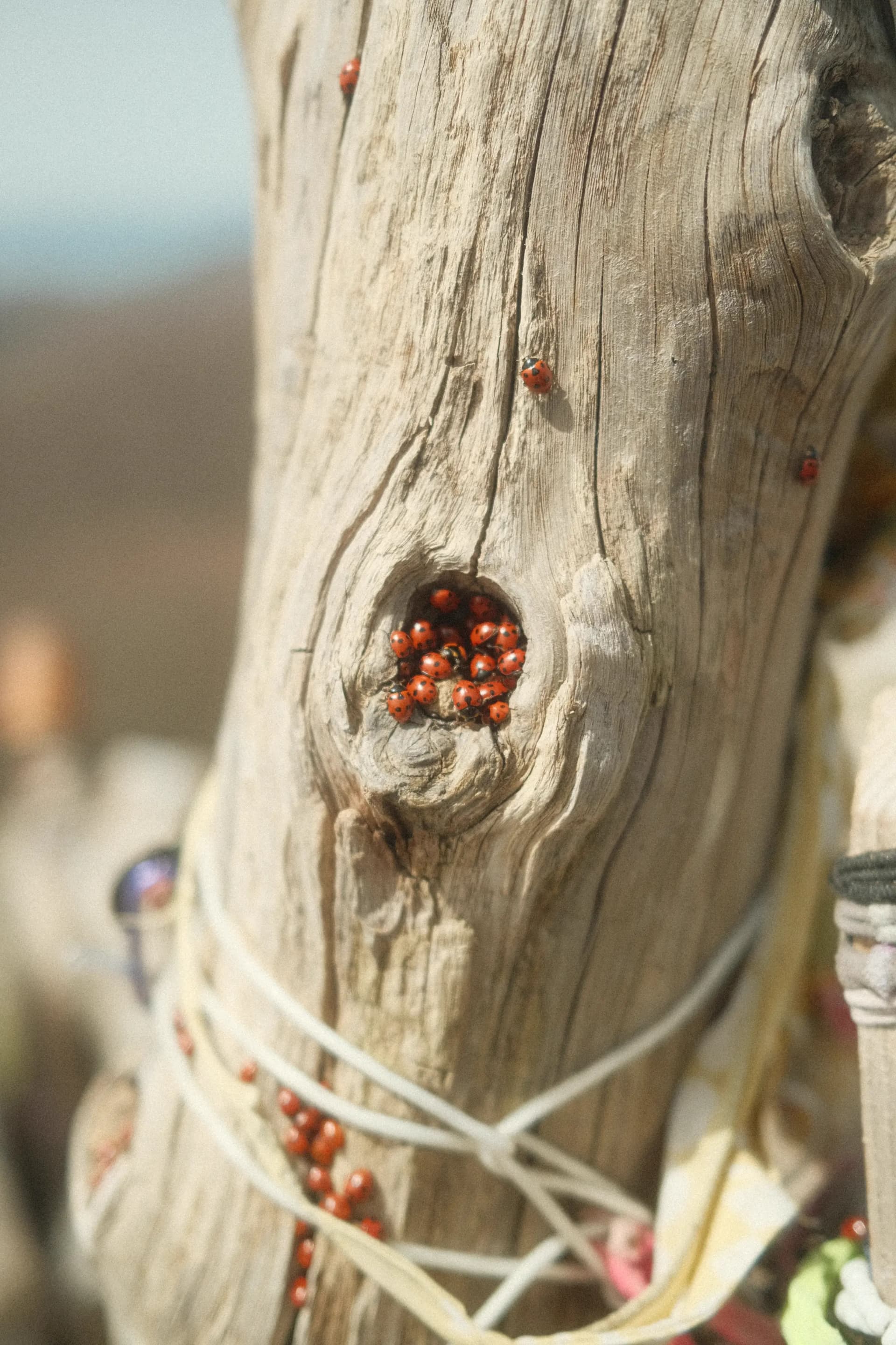 Coccinelle nel tronco