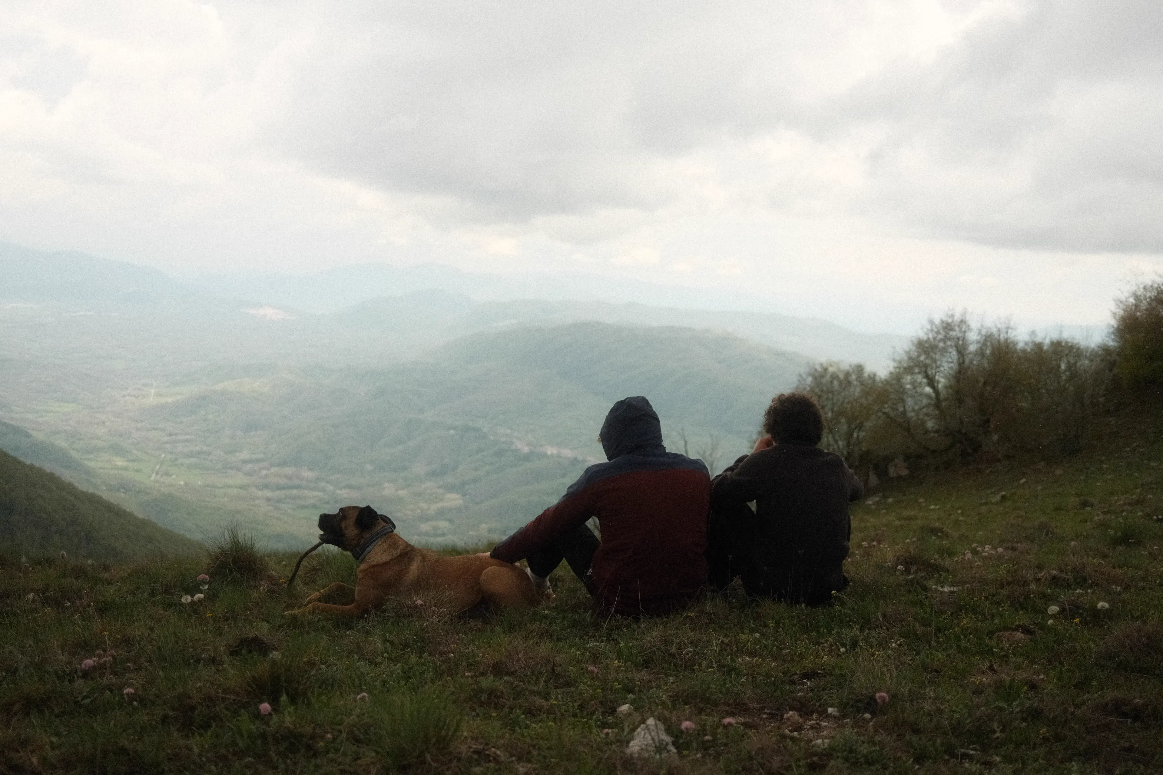 Cagnolino bastoncino